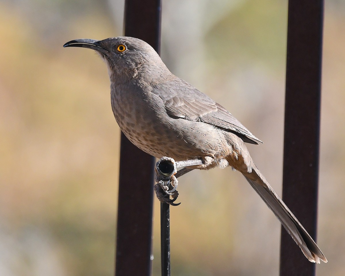 Curve-billed Thrasher - ML626225750