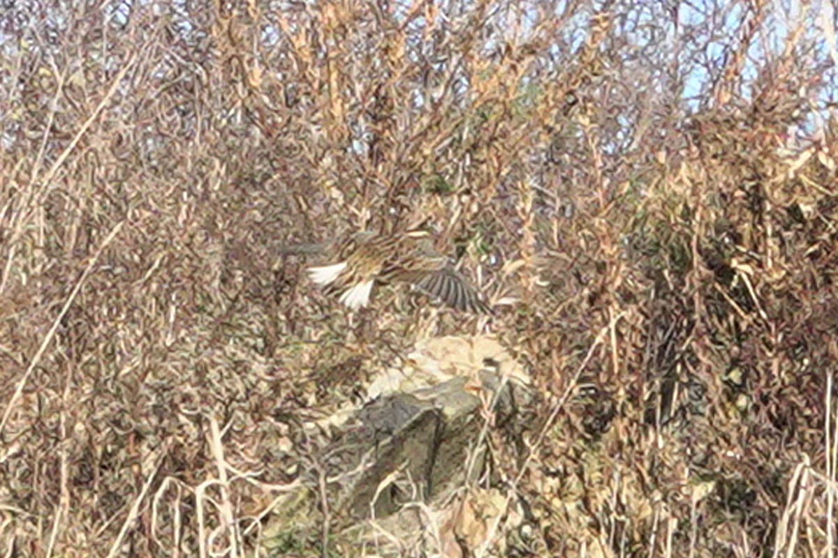 Eastern Meadowlark - ML626225775