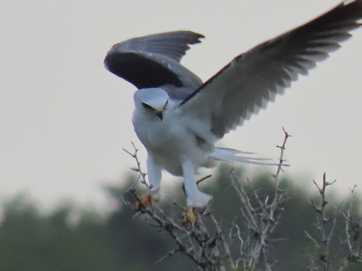 White-tailed Kite - ML626225786