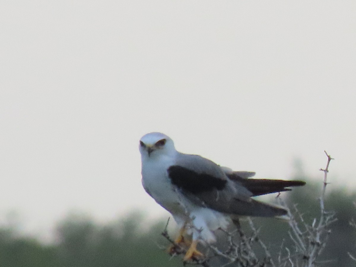 White-tailed Kite - ML626225796