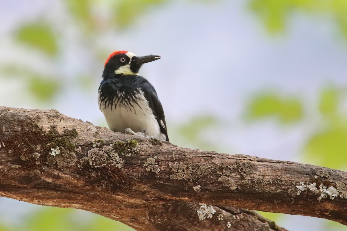 Acorn Woodpecker - ML626225925