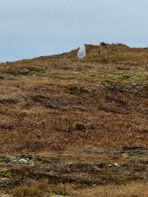 Schneeeule - ML626225959