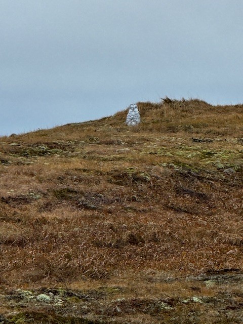 Schneeeule - ML626225960