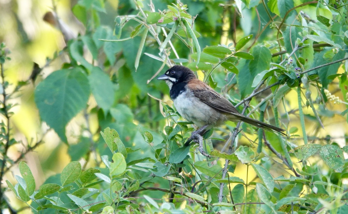 Kara Göğüslü Serçe - ML626225962