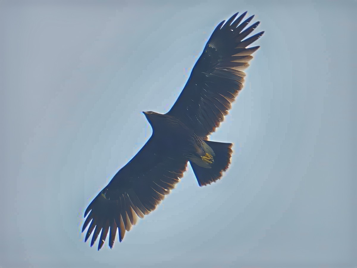 Greater Spotted Eagle - ML626226084
