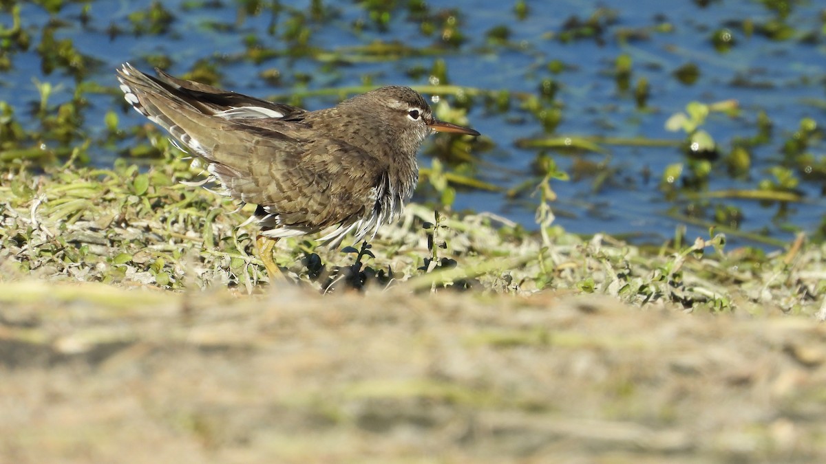 Spotted Sandpiper - ML626226242