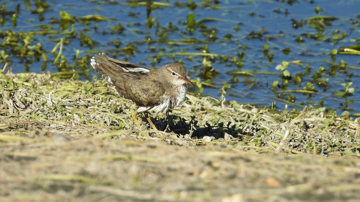 Spotted Sandpiper - ML626226244