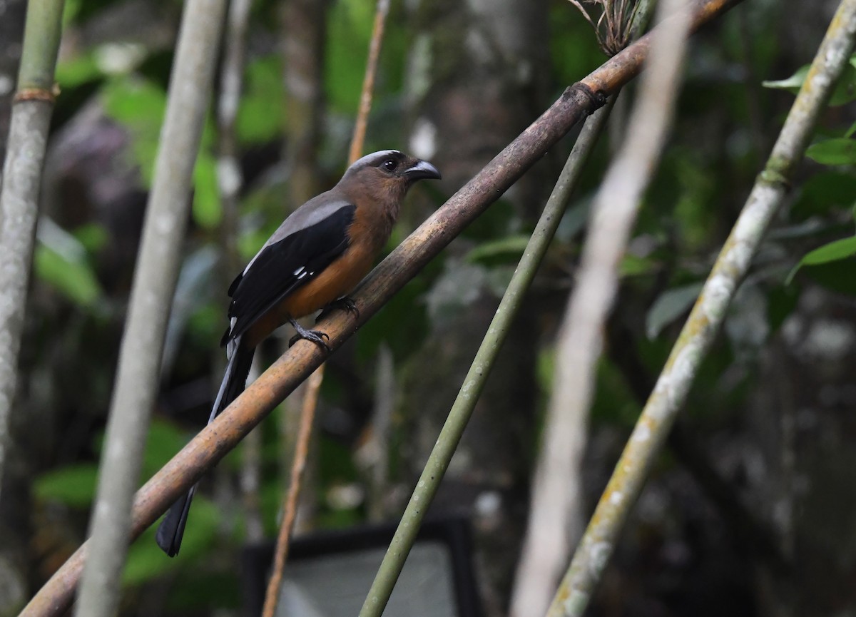 Bornean Treepie - ML626226717