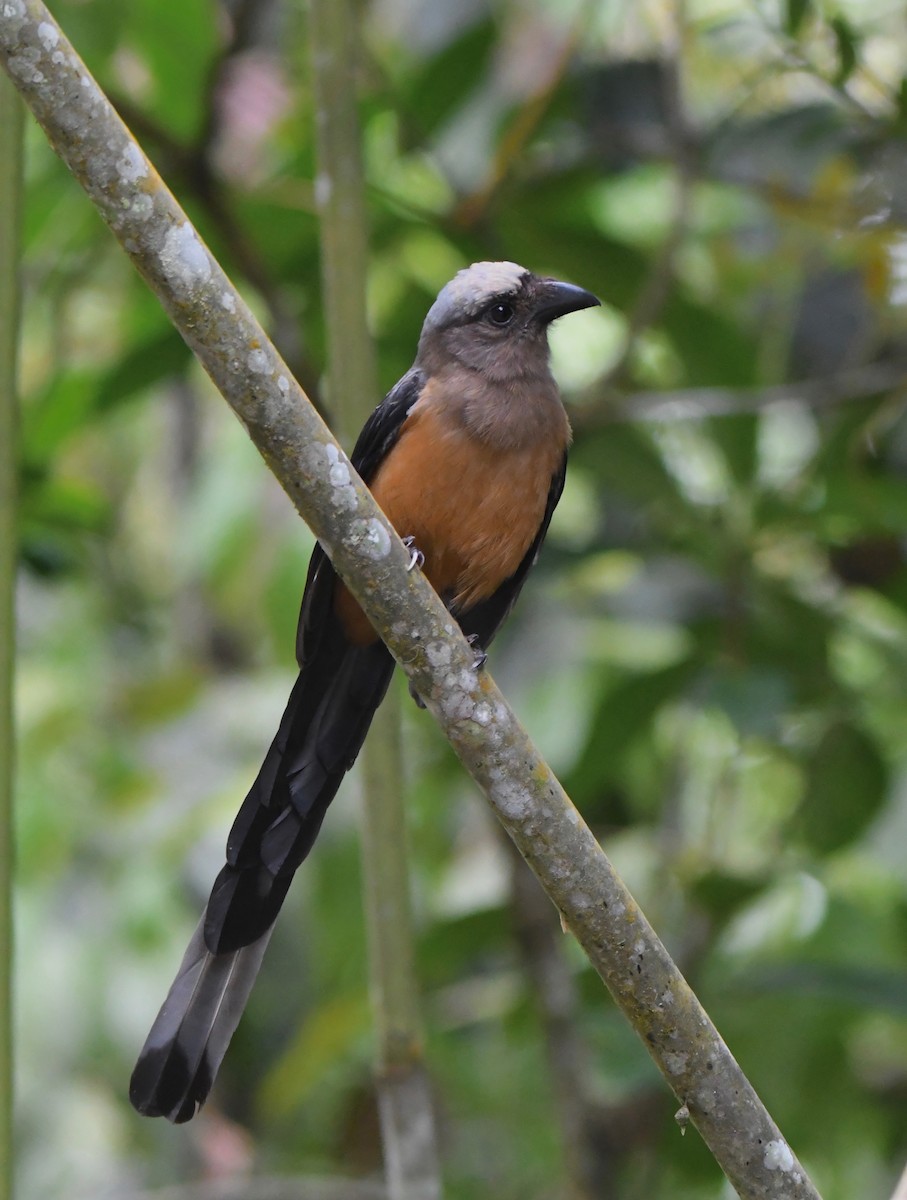 Bornean Treepie - ML626226718