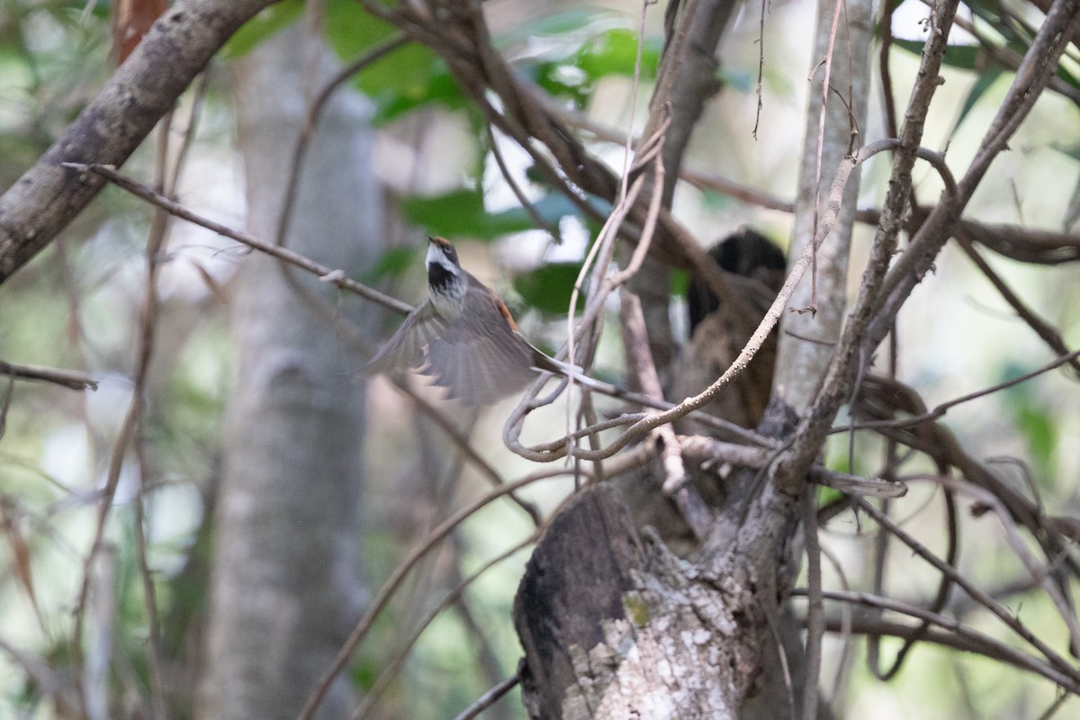 Arafura Fantail - ML626226731