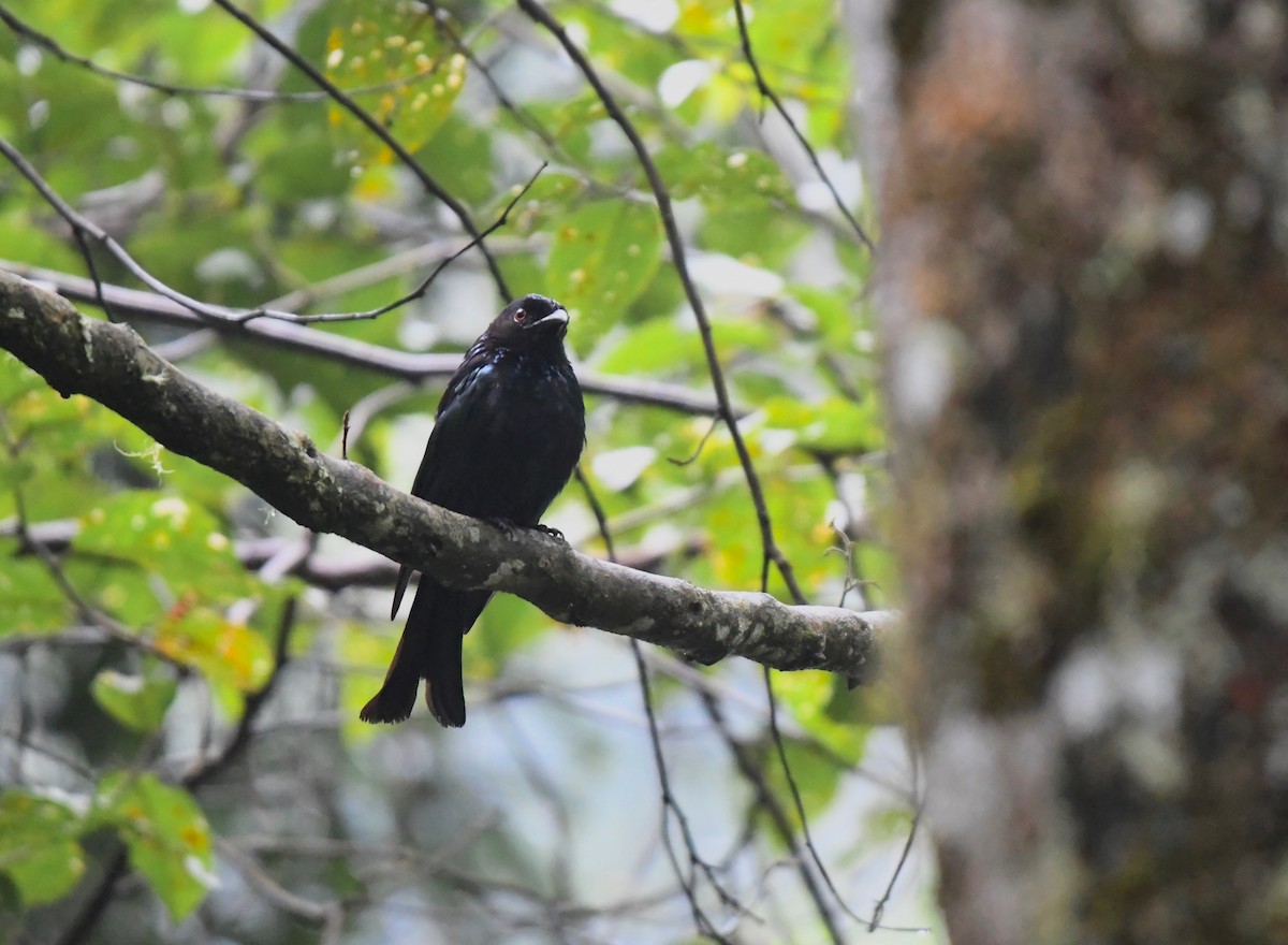 Hair-crested Drongo (Bornean) - ML626226737