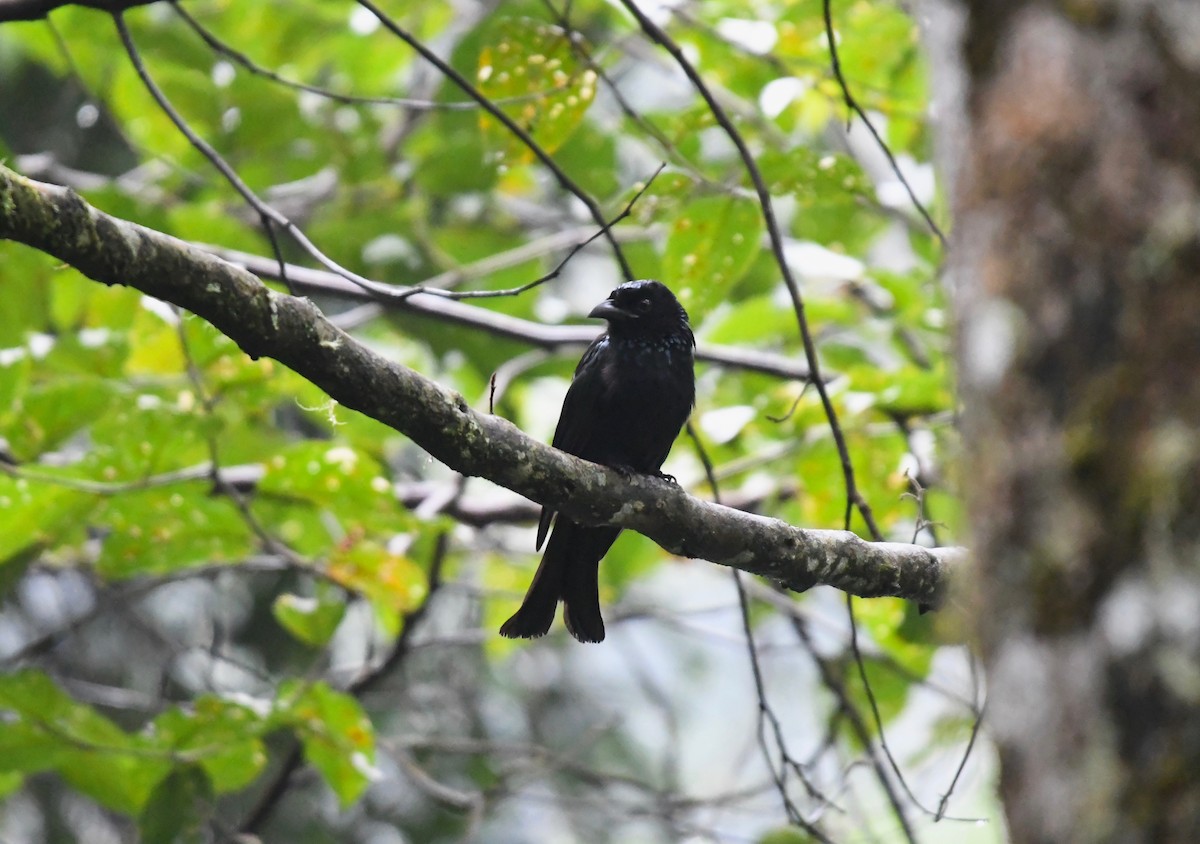 Hair-crested Drongo (Bornean) - ML626226738