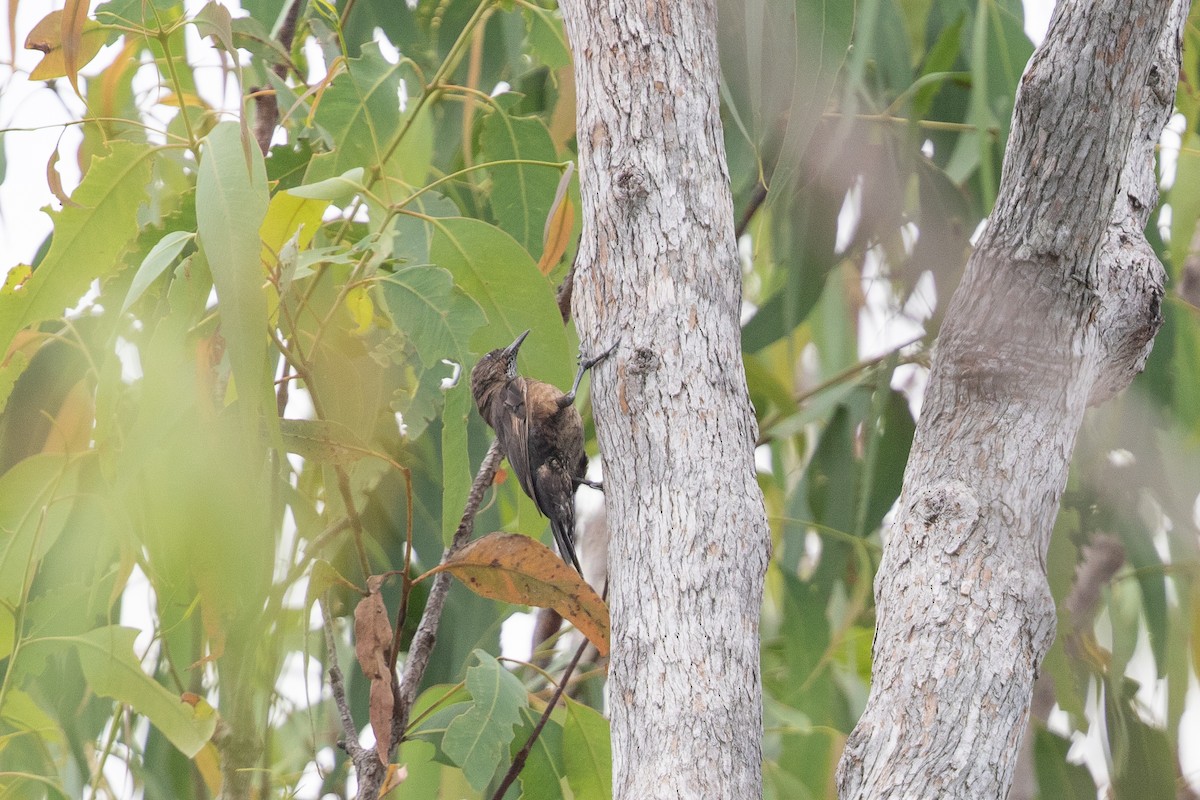 Black-tailed Treecreeper - ML626226766