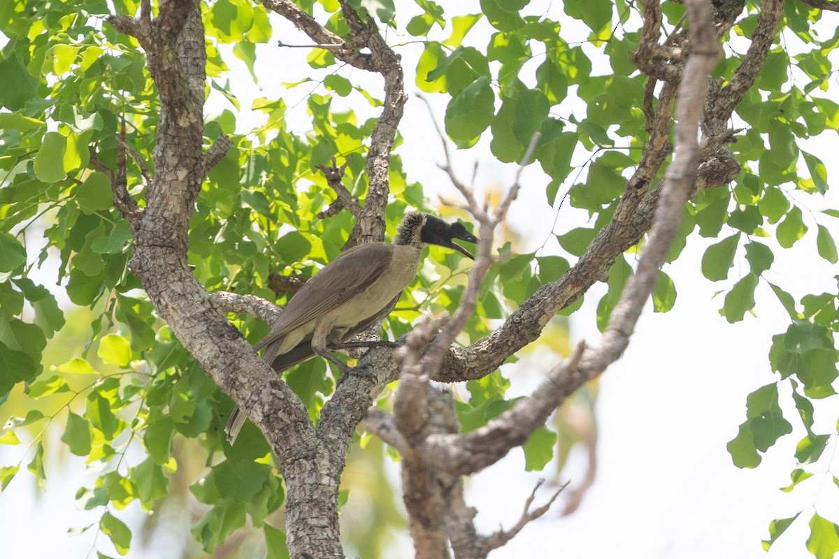 Silver-crowned Friarbird - ML626226815