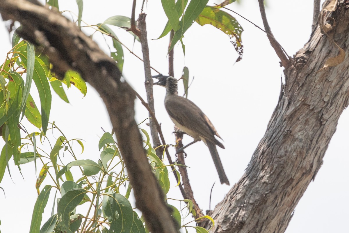 Silver-crowned Friarbird - ML626226816
