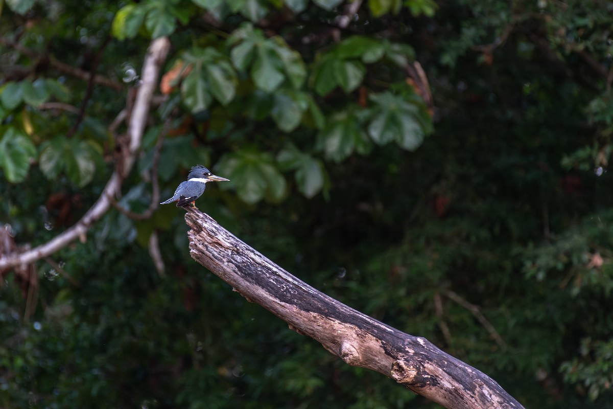 Ringed Kingfisher - ML626226863