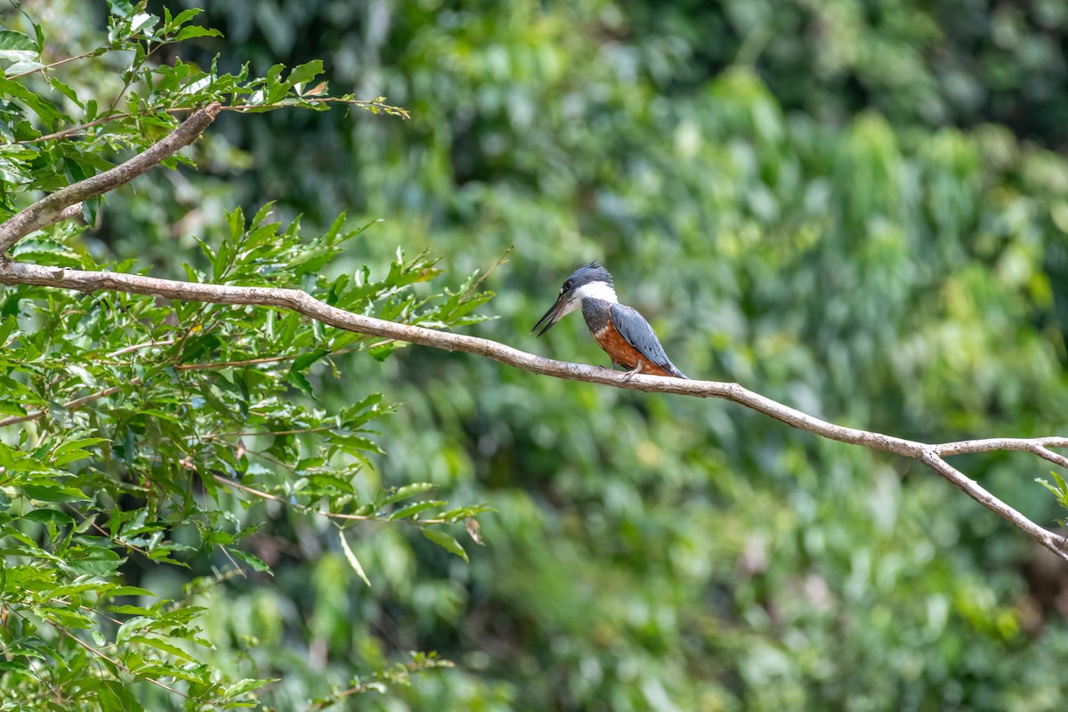 Ringed Kingfisher - ML626226864