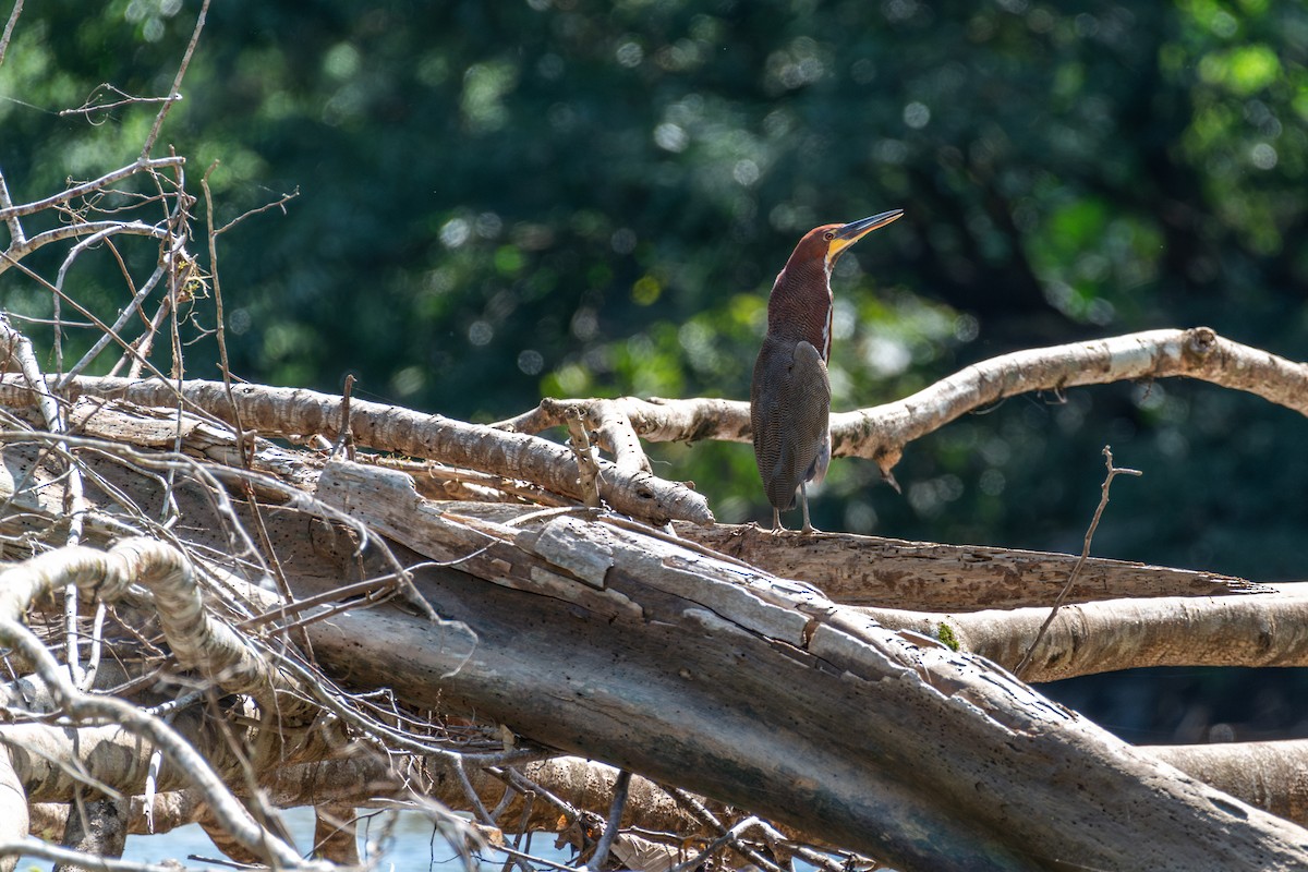 Rufescent Tiger-Heron - ML626226870