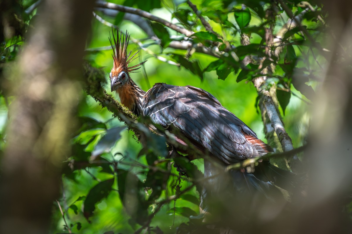 Hoatzin - ML626226872