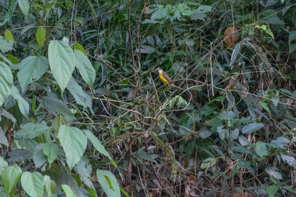 Lesser Kiskadee - ML626226885