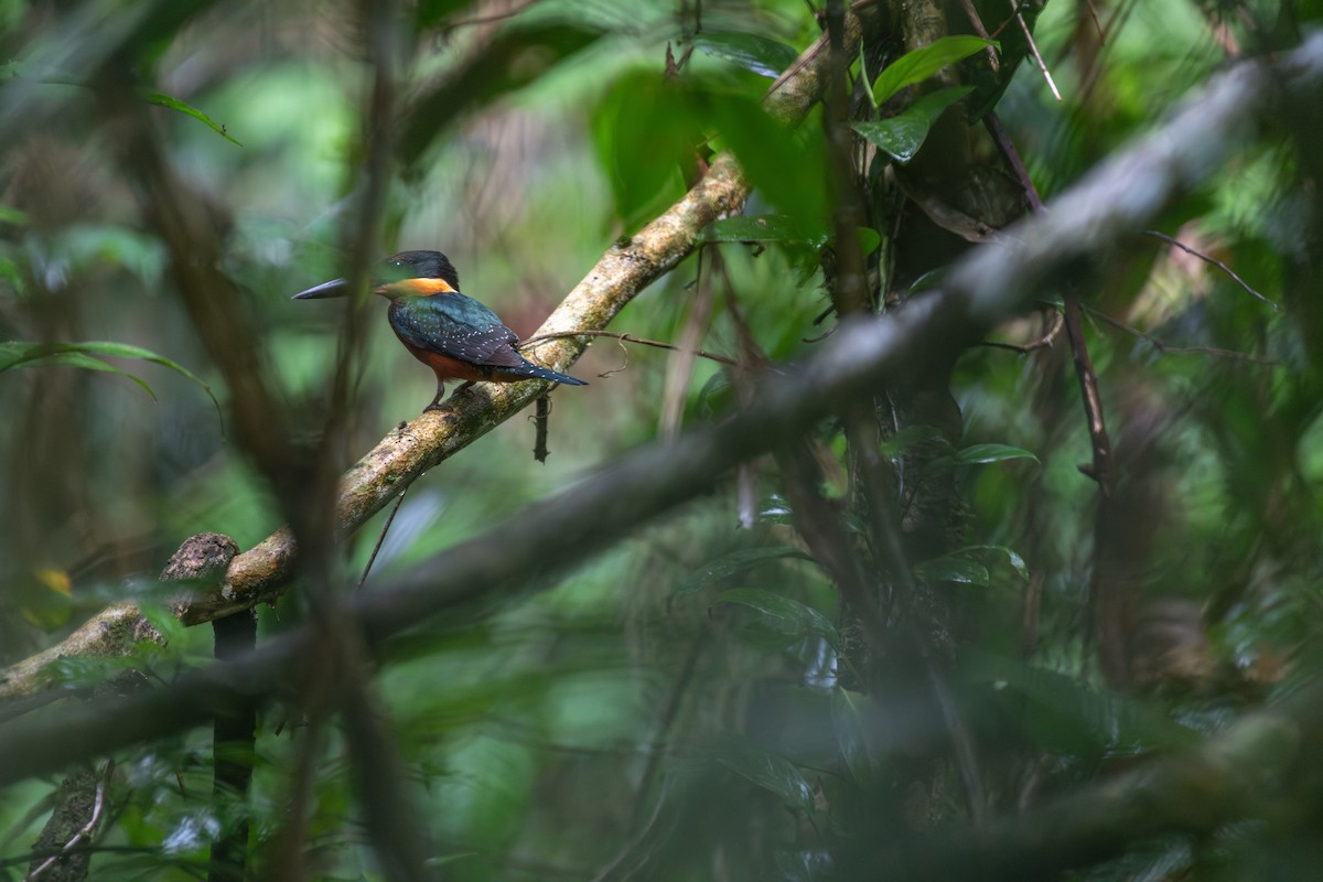 Green-and-rufous Kingfisher - ML626226890