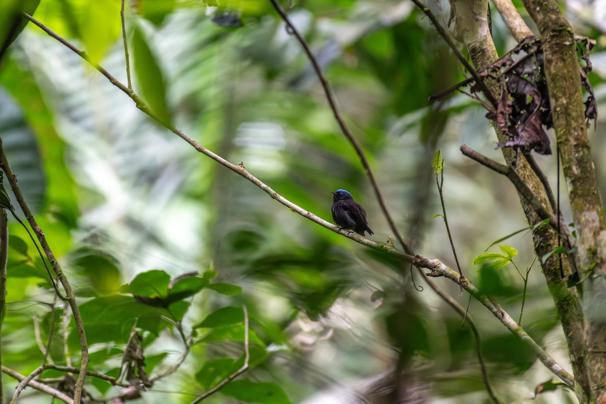 Blue-capped Manakin - ML626226935