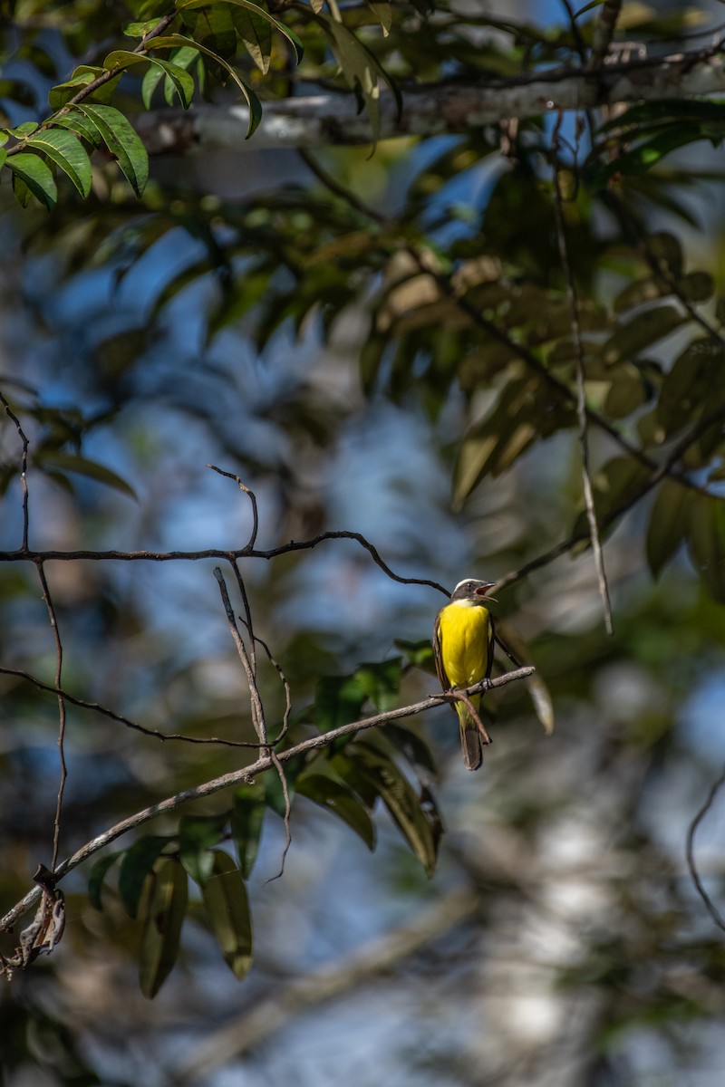 Lesser Kiskadee - ML626226937