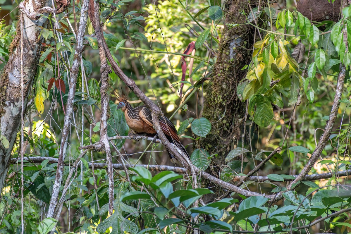 Hoatzin - ML626226956