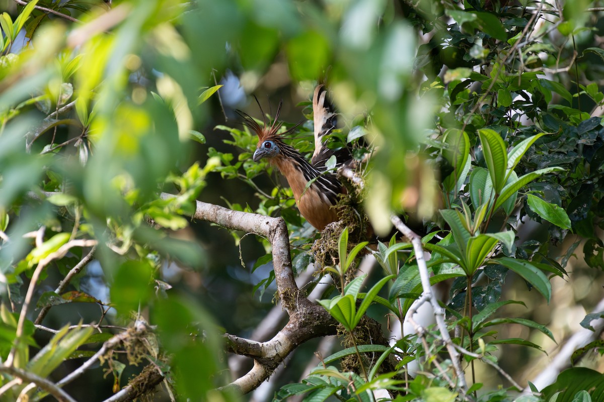 Hoatzin - ML626226957