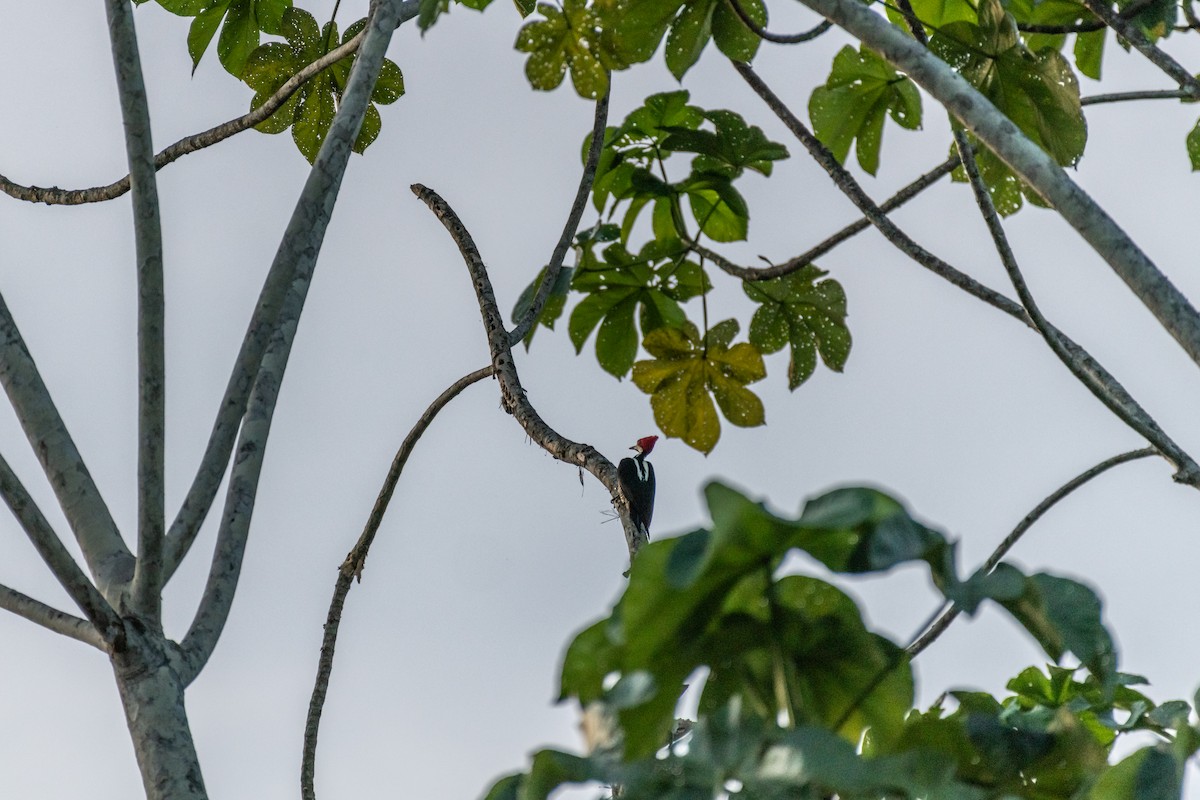 Crimson-crested Woodpecker - ML626226959