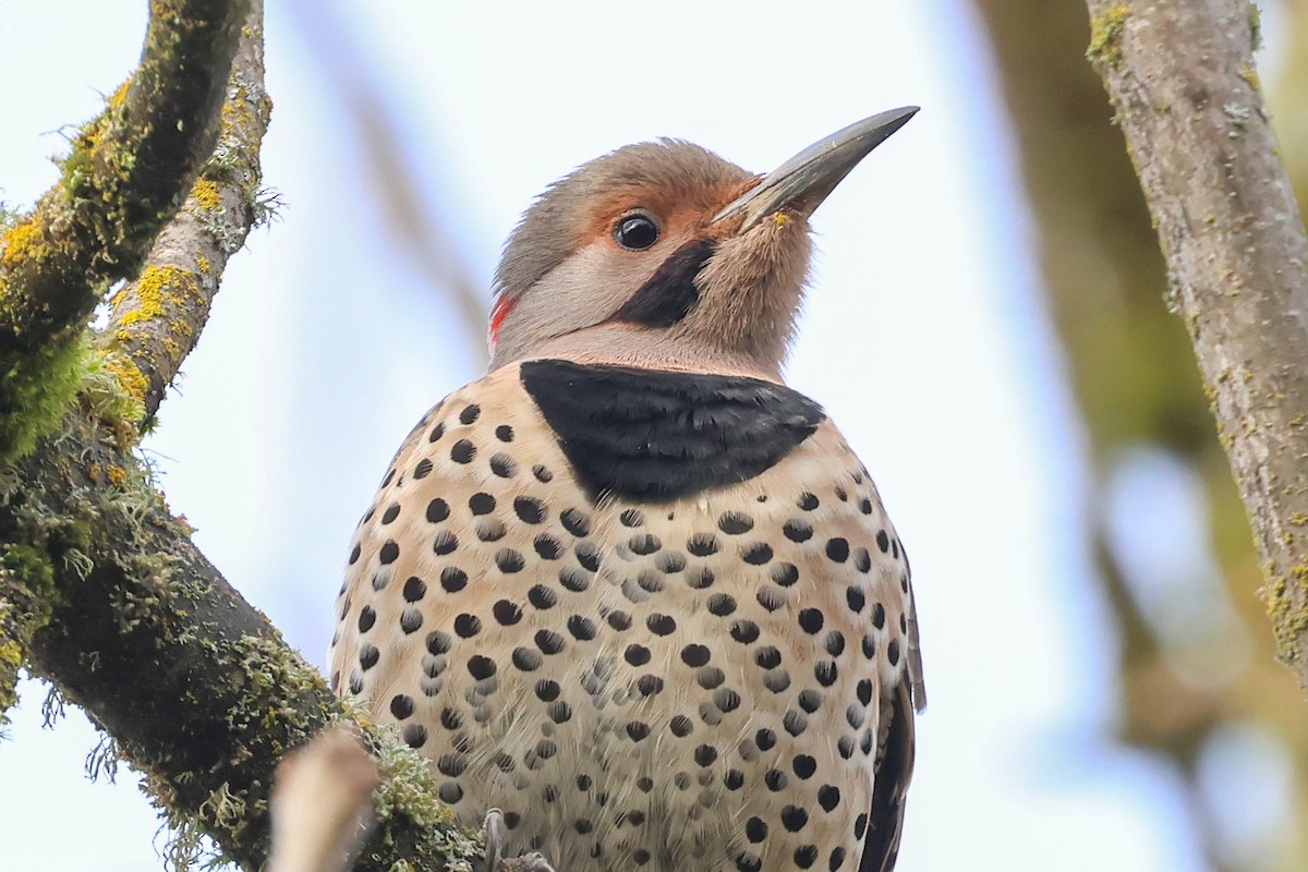 Northern Flicker (Yellow-shafted x Red-shafted) - ML626227041