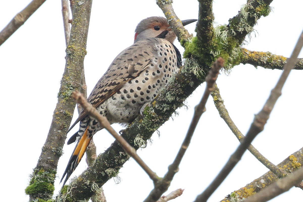 Northern Flicker (Yellow-shafted x Red-shafted) - ML626227042