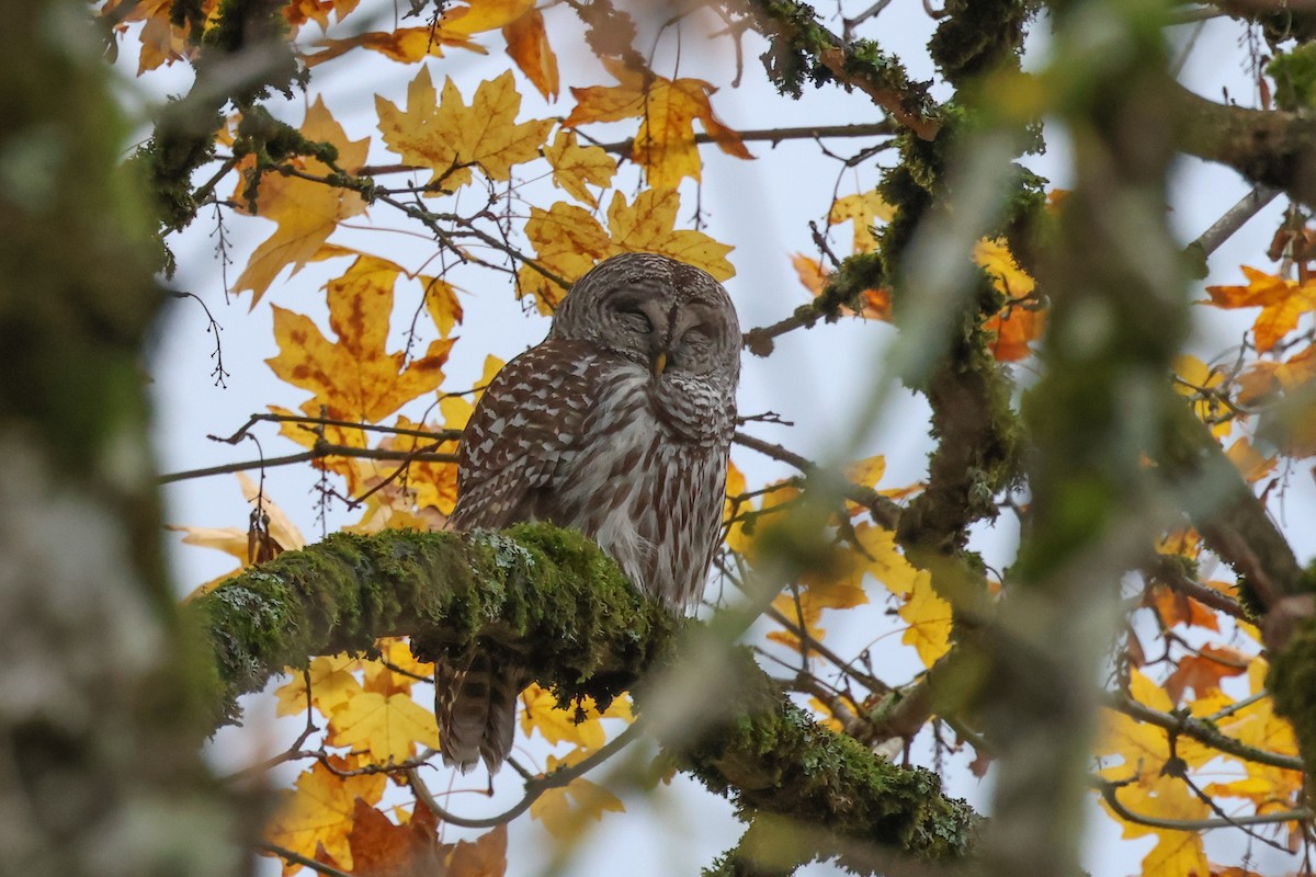 Barred Owl - ML626227052