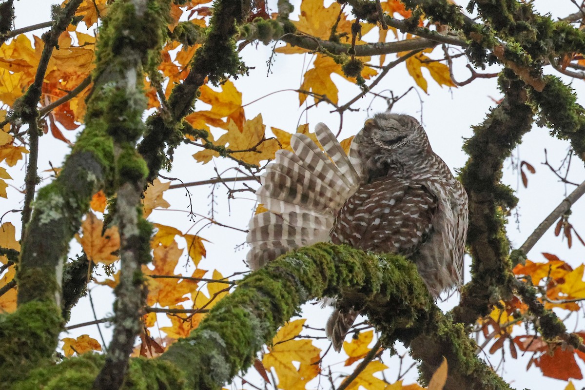 Barred Owl - ML626227053