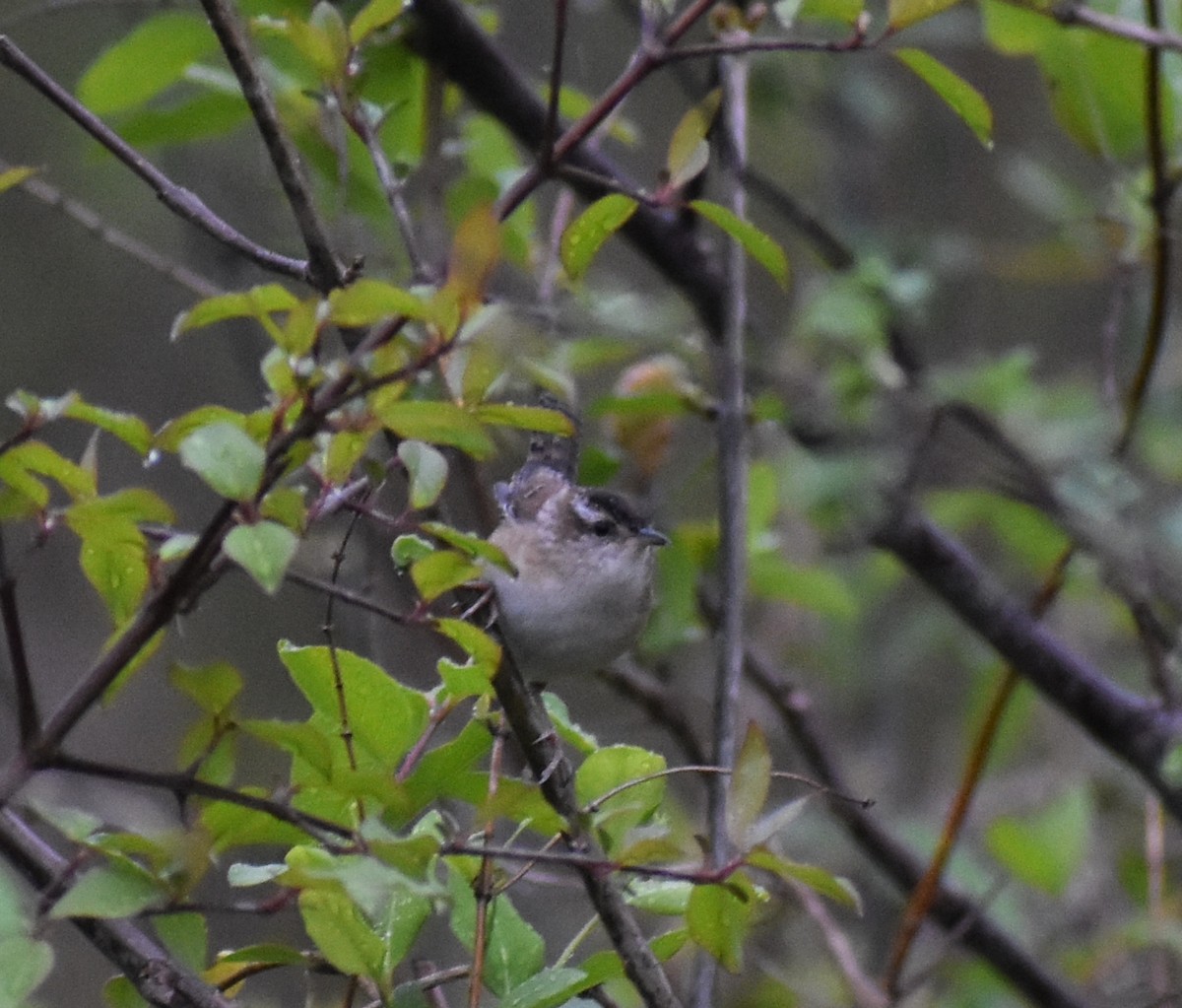 Marsh Wren - ML626227209