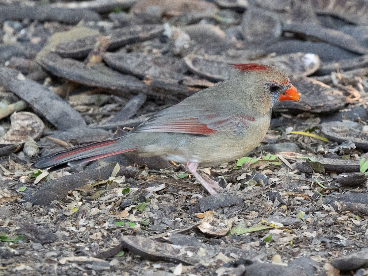 Northern Cardinal - ML626227210