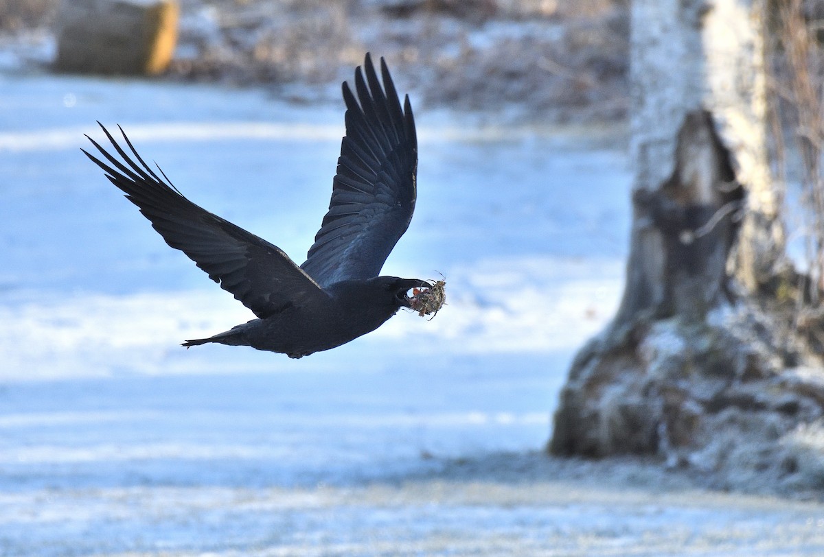 Common Raven - ML626227360