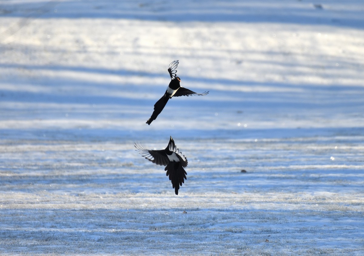 Black-billed Magpie - ML626227378