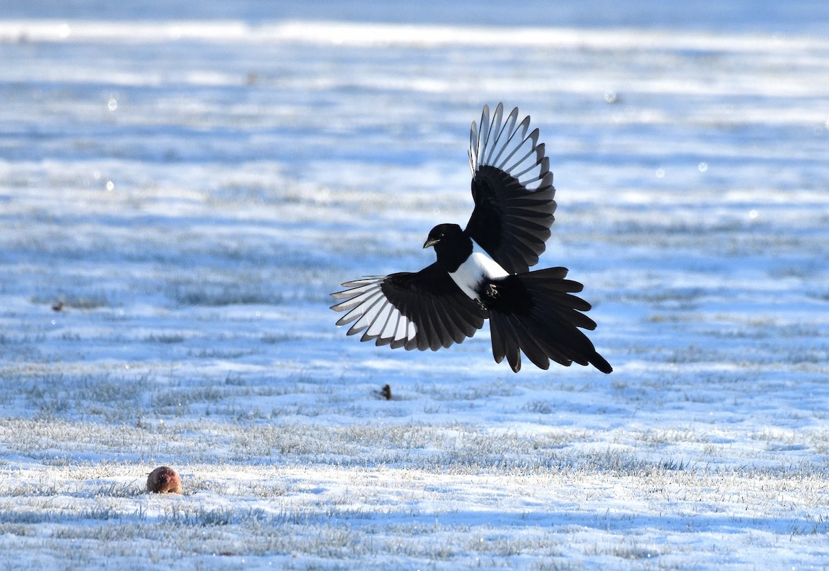 Black-billed Magpie - ML626227381