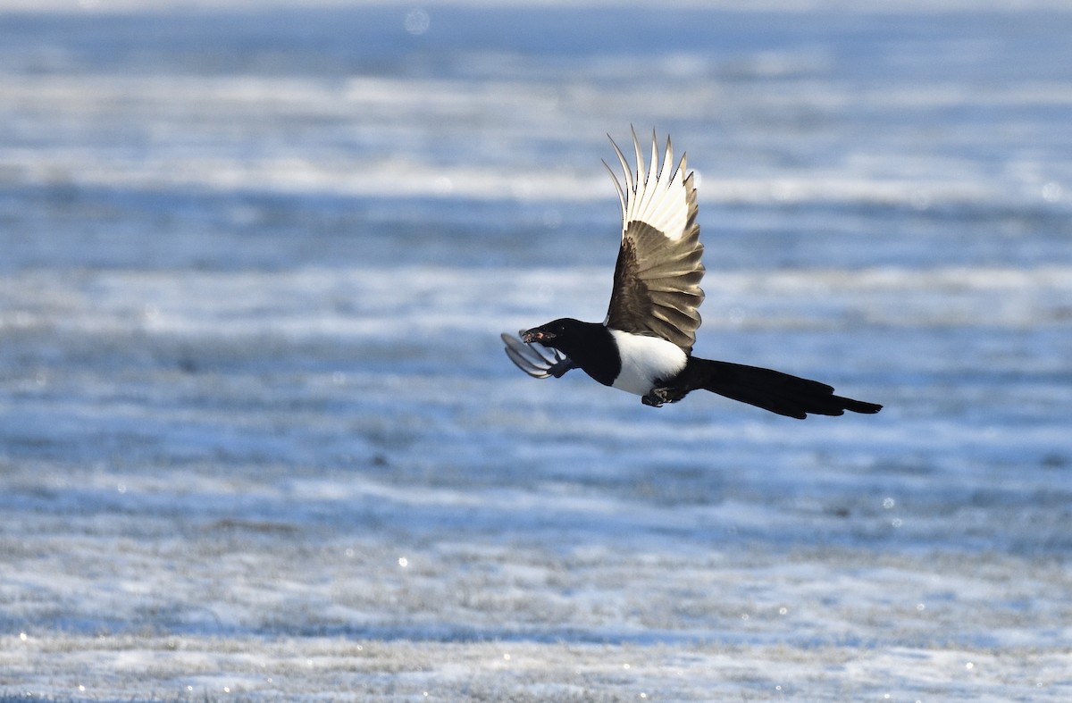Black-billed Magpie - ML626227387