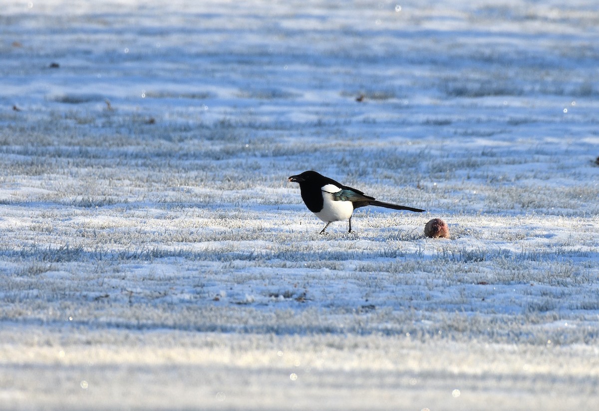 Black-billed Magpie - ML626227390