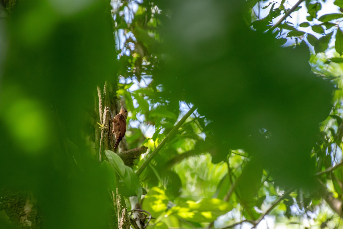 Black-banded Woodcreeper - ML626227550