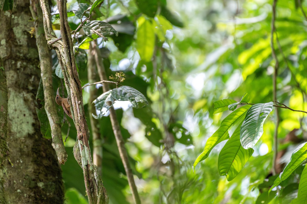 Black-banded Woodcreeper - ML626227551