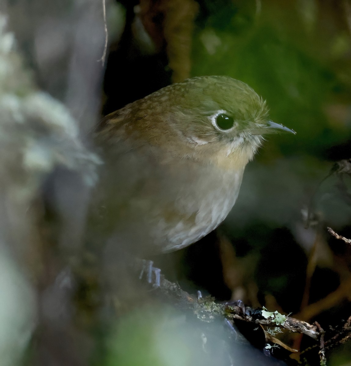 Perija Antpitta - ML626227552