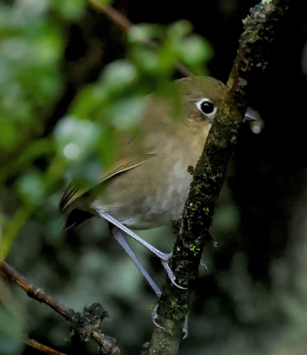 Perija Antpitta - ML626227555