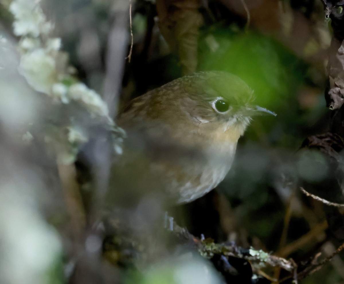 Perija Antpitta - ML626227560