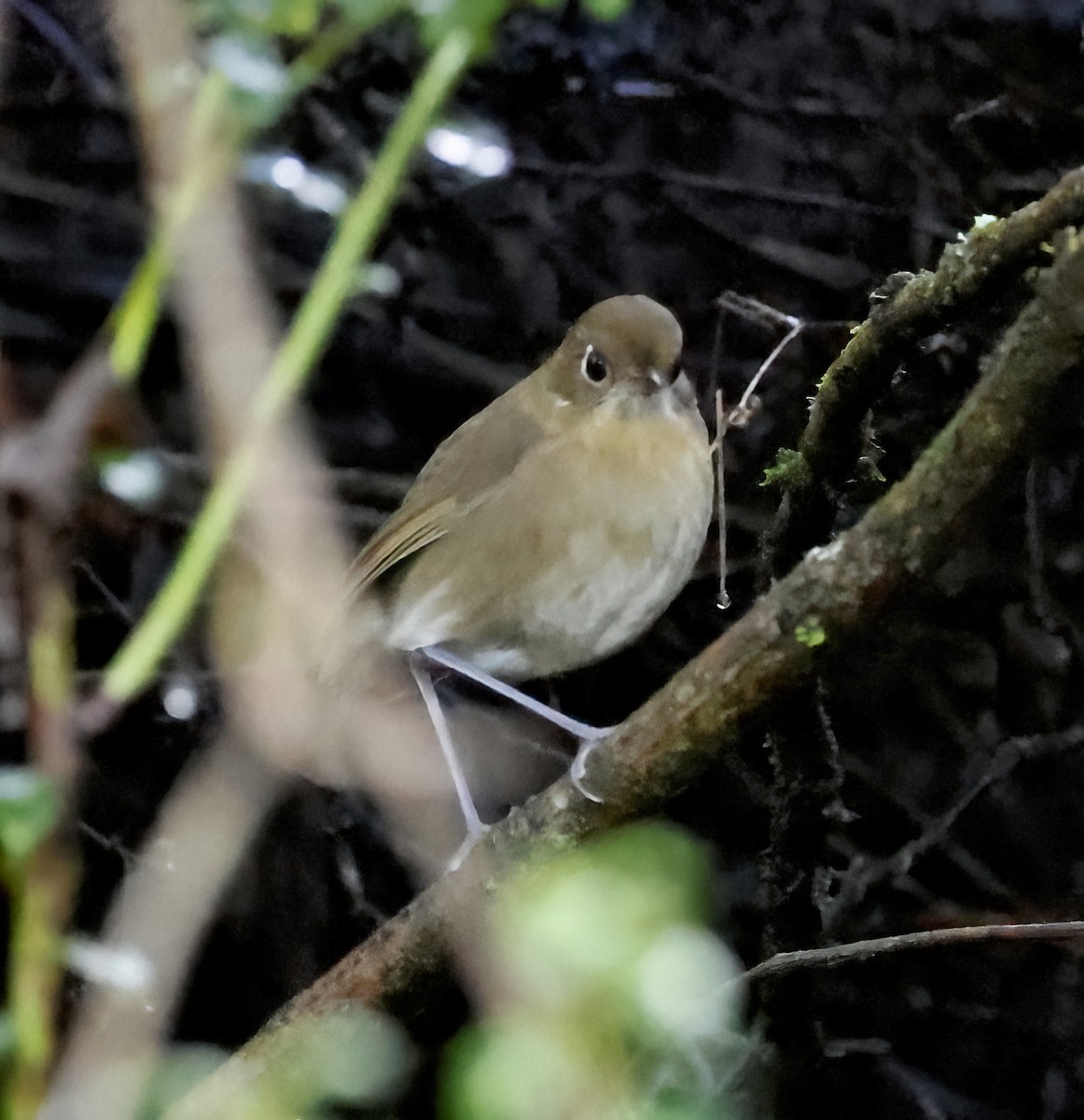 Perija Antpitta - ML626227563