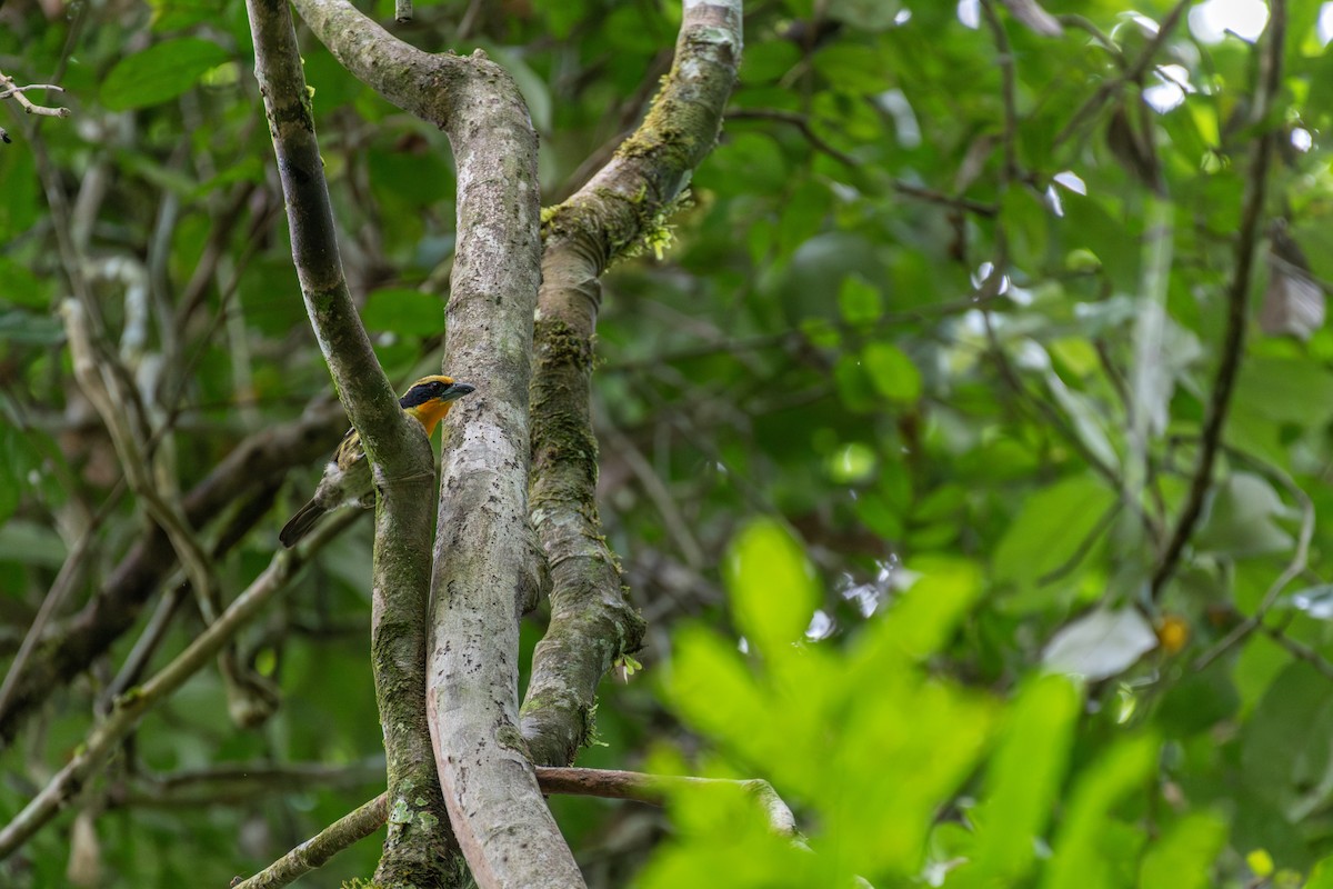 Gilded Barbet - ML626227606