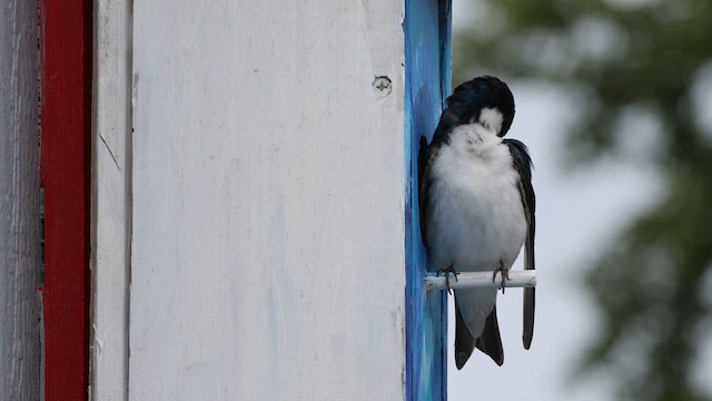 Tree Swallow - ML626227609