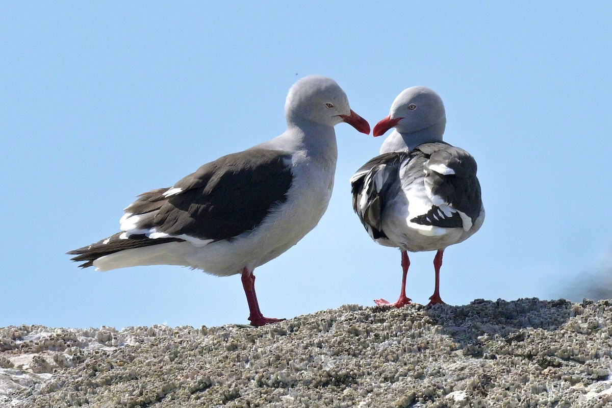 Dolphin Gull - ML626227631